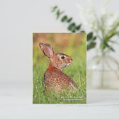 Carte postale Cottontail Est (Debout devant)