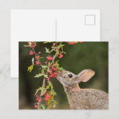 Carte Postale Cottontail Est | Sud du Texas (Devant / Derrière)