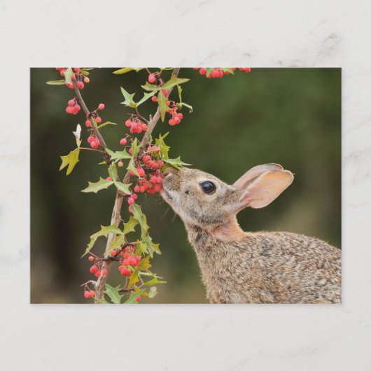 Carte Postale Cottontail Est | Sud du Texas (Devant)