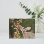 Carte Postale Cottontail Est | Sud du Texas (Debout devant)