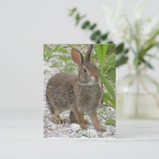 Carte Postale Cottontail Rabbit (Debout devant)