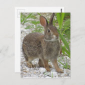 Carte Postale Cottontail Rabbit (Devant / Derrière)