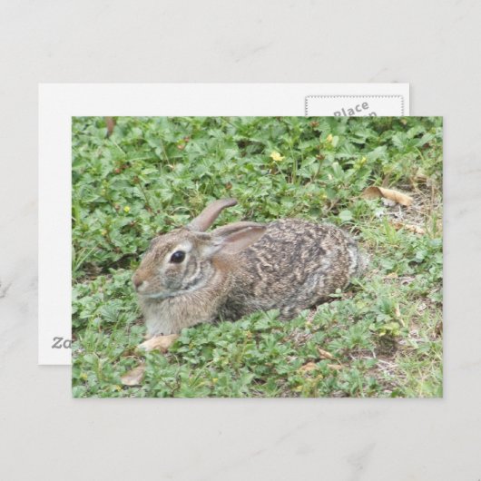Carte Postale Cottontail rabbit (Devant / Derrière)