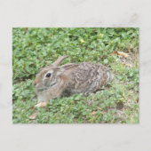 Carte Postale Cottontail rabbit (Devant)