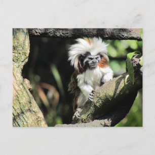 Carte postale Cottontop Tamarin