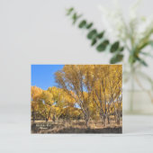 Carte postale : Cottonwoods Jaune (Debout devant)