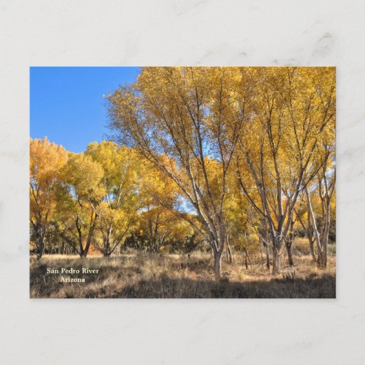 Carte postale : Cottonwoods Jaune (Devant)