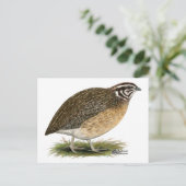 Carte Postale Coturnix Pharaoh (Debout devant)