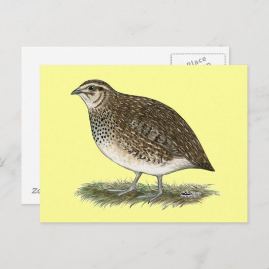Carte Postale Coturnix Quail (Devant / Derrière)
