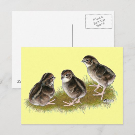 Carte Postale Coturnix Quail Chicks (Devant / Derrière)