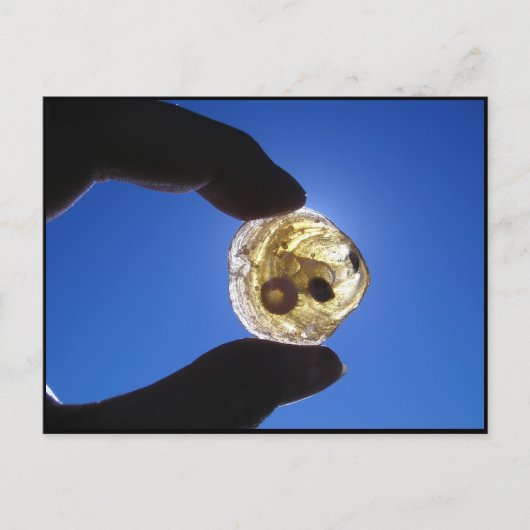 Carte Postale Cou de Jessups, Long Island (Devant)