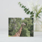 Carte Postale cou girafe (Debout devant)