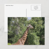Carte Postale cou girafe (Devant / Derrière)