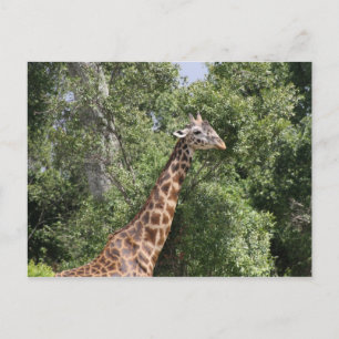 Carte Postale cou girafe