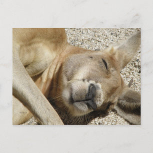 Carte postale couchage Kangaroo QLD Australie