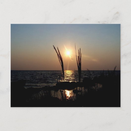 Carte Postale Couché de soleil de Floride (Devant)