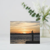 Carte Postale Couché de soleil de Floride avec Pélican (Debout devant)