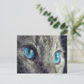 Carte Postale Couche gris bleu yeux (Debout devant)