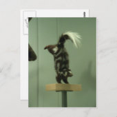 Carte Postale Couche tachetée; exposition au musée (Devant / Derrière)