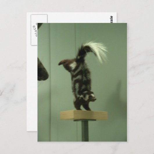 Carte Postale Couche tachetée; exposition au musée (Devant / Derrière)