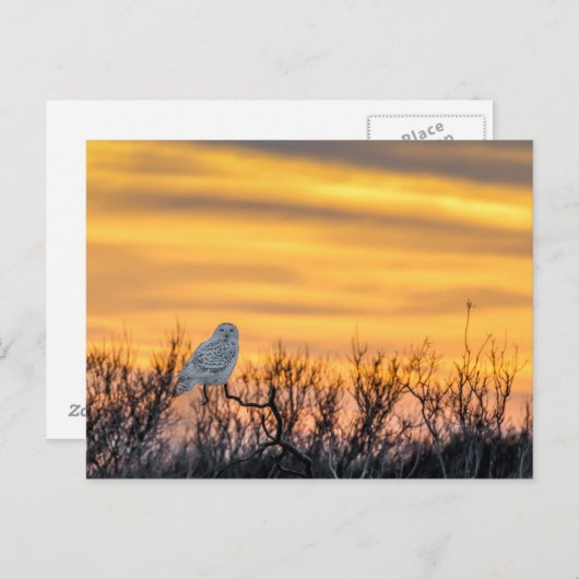 Carte postale Coucher de neige (Devant / Derrière)