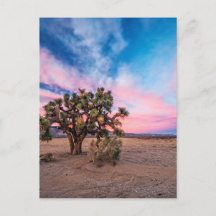 Carte Postale Coucher de soleil à Mojave