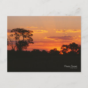 Carte Postale Coucher de soleil Acacia