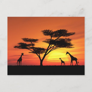 Carte Postale Coucher de soleil africain