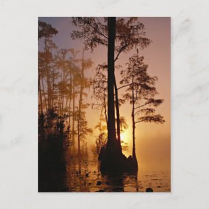Carte Postale Coucher de soleil au-dessus du marais Okefenokee e