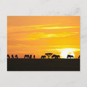 Carte Postale Coucher de soleil au Serengeti