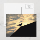 Carte Postale Coucher de soleil avec mouette (Devant / Derrière)