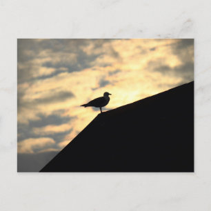 Carte Postale Coucher de soleil avec mouette