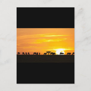 Carte Postale Coucher de soleil dans le Serengeti