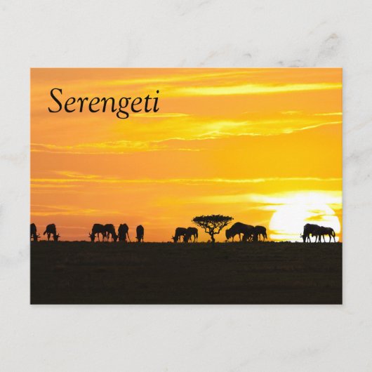 Carte Postale Coucher de soleil dans le Serengeti (Devant)