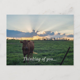 Carte Postale Coucher de soleil dans une ferme bovine