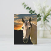 Carte Postale Coucher de soleil de cheval de Buckskin (Debout devant)