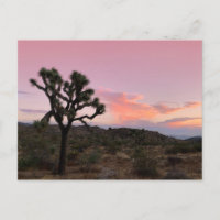 Coucher de soleil de Joshua Tree Californie