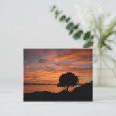 Carte Postale Coucher de soleil de Madrone (Debout devant)
