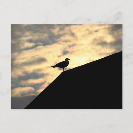 Carte Postale Coucher de soleil de Sea Gull (Devant)