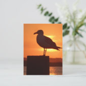 Carte Postale Coucher de soleil de Seagull (Debout devant)