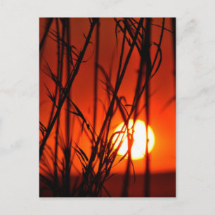 Carte Postale Coucher de soleil derrière le bambou