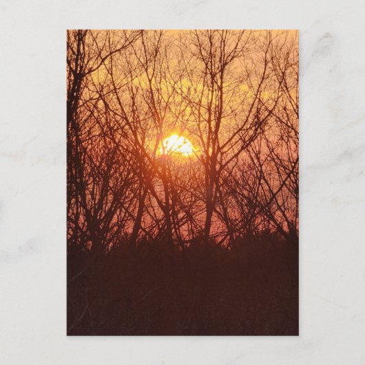 Carte Postale Coucher de soleil derrière les arbres (Devant)
