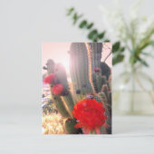 Carte Postale Coucher de soleil des fleurs de cactus rouges (Debout devant)