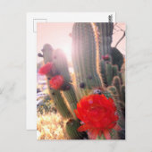 Carte Postale Coucher de soleil des fleurs de cactus rouges (Devant / Derrière)