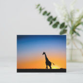 Carte Postale Coucher de soleil des girafes (Debout devant)