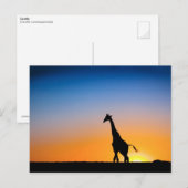 Carte Postale Coucher de soleil des girafes (Devant / Derrière)