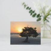 Carte Postale Coucher de soleil Divi Tree (Debout devant)