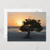 Carte Postale Coucher de soleil Divi Tree (Devant / Derrière)