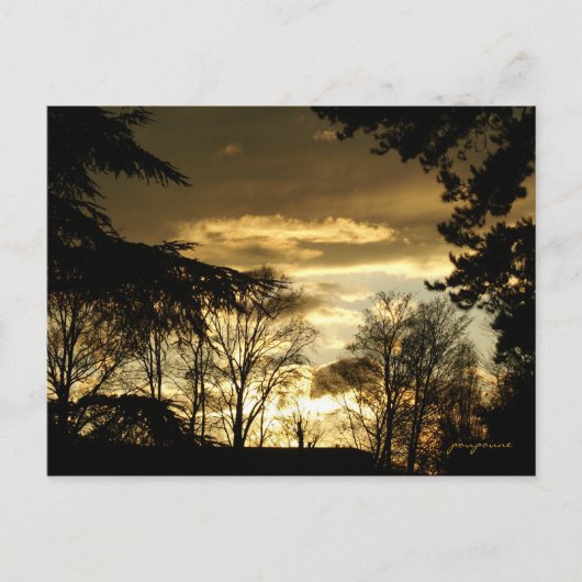 Carte Postale coucher de soleil doré (Devant)