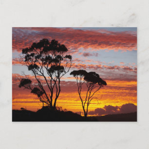 Carte Postale Coucher de soleil et arbre à gomme, Binalong Bay,